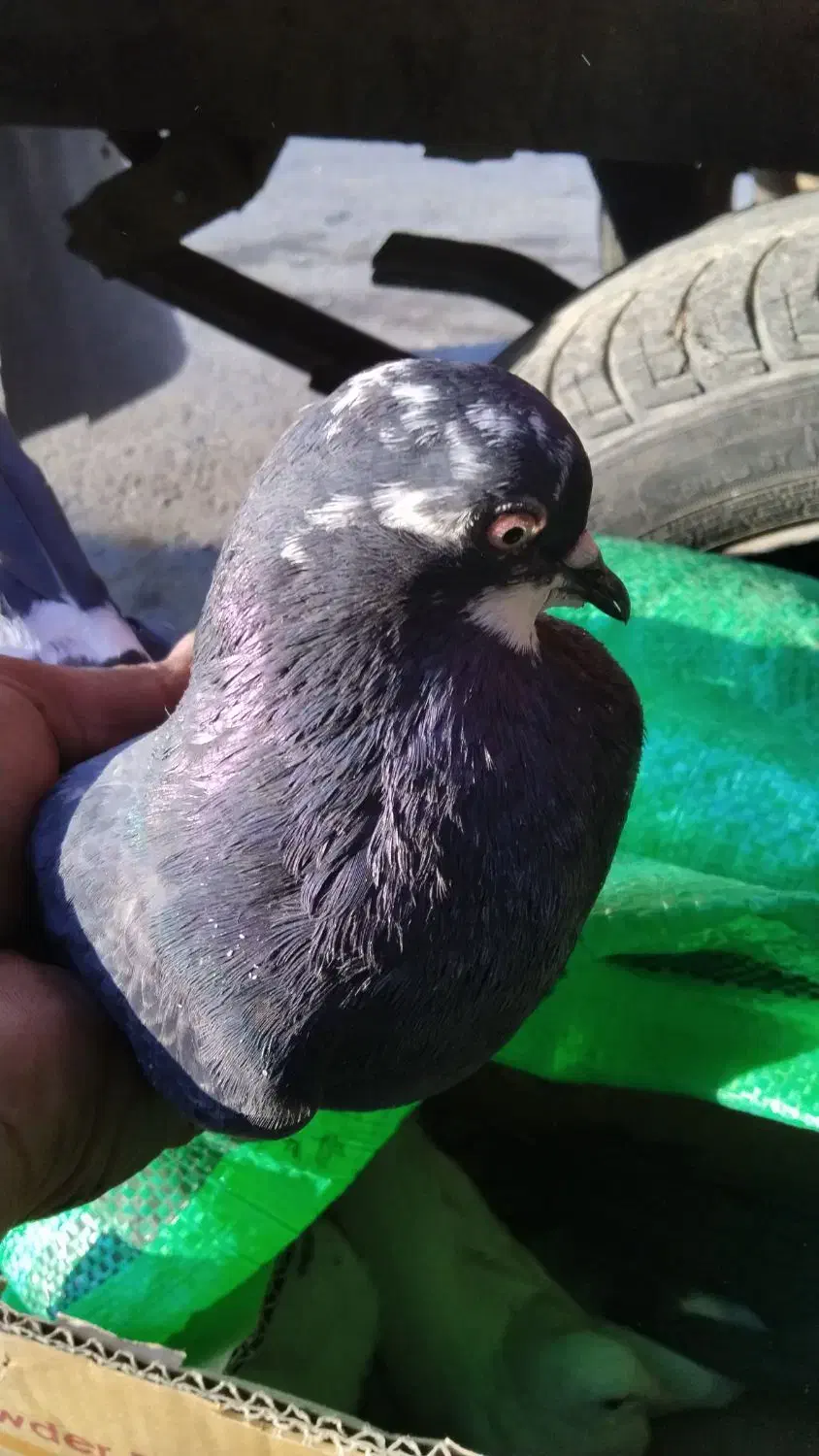 4عدد ماده پرشی خوب|پرنده|قم, خندق|دیوار