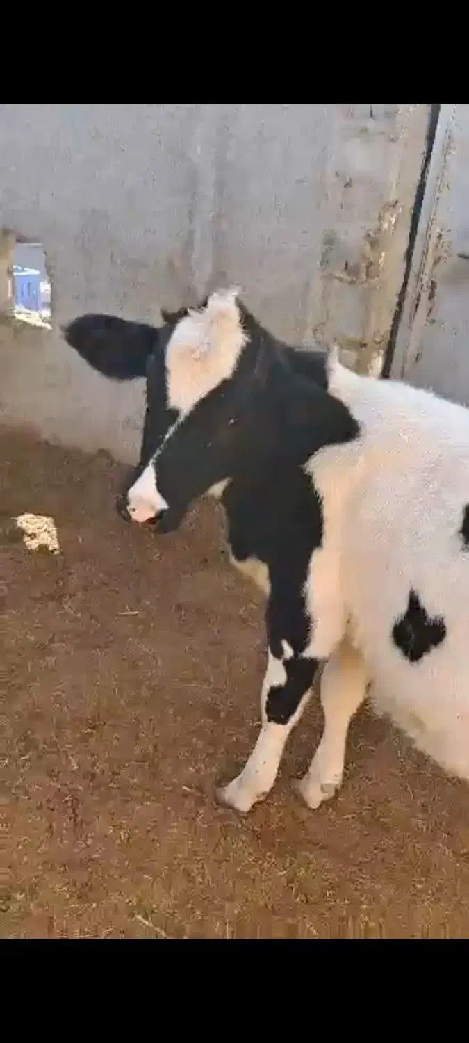 گاو با گوساله 9ماه|حیوانات مزرعه|بستک, |دیوار