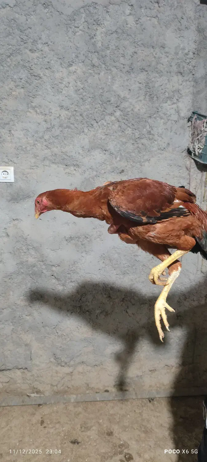 جوجه خروس لاری|حیوانات مزرعه|مشگین شهر, |دیوار