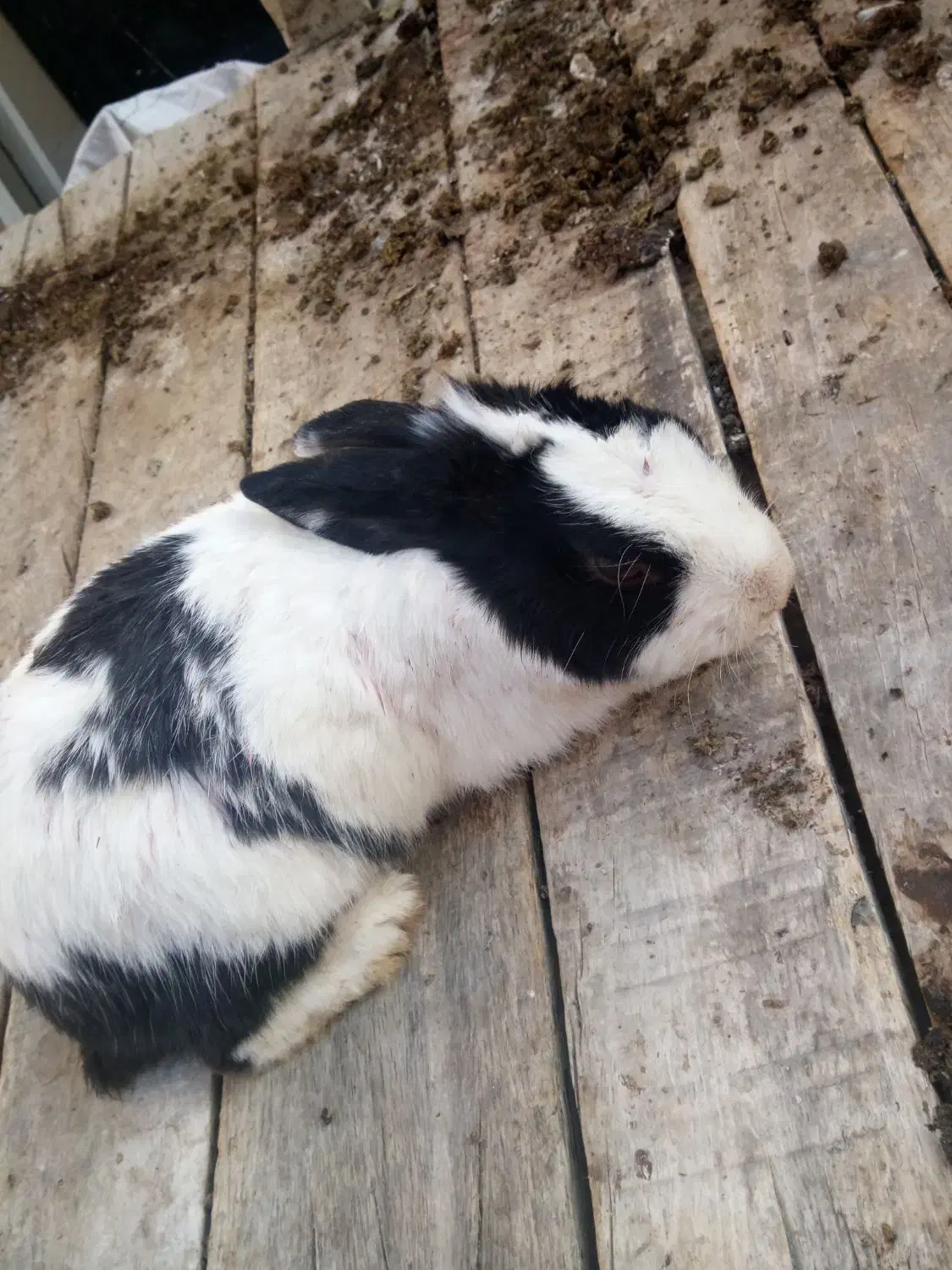 خرگوش|موش و خرگوش|شهریار, شهرک امیریه|دیوار