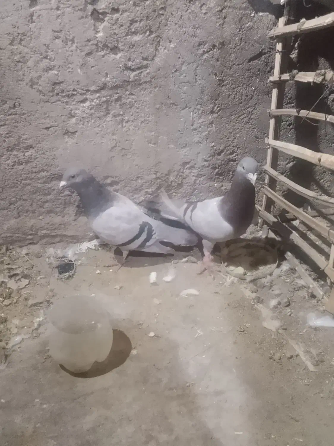 کفتر|پرنده|فهرج, |دیوار