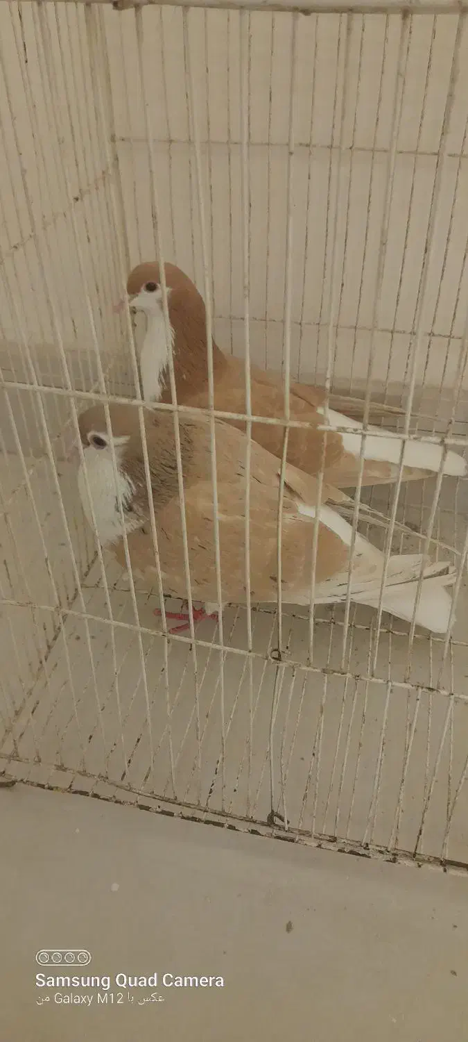 ساده زرد جفت|پرنده|مشهد, پنجتن|دیوار