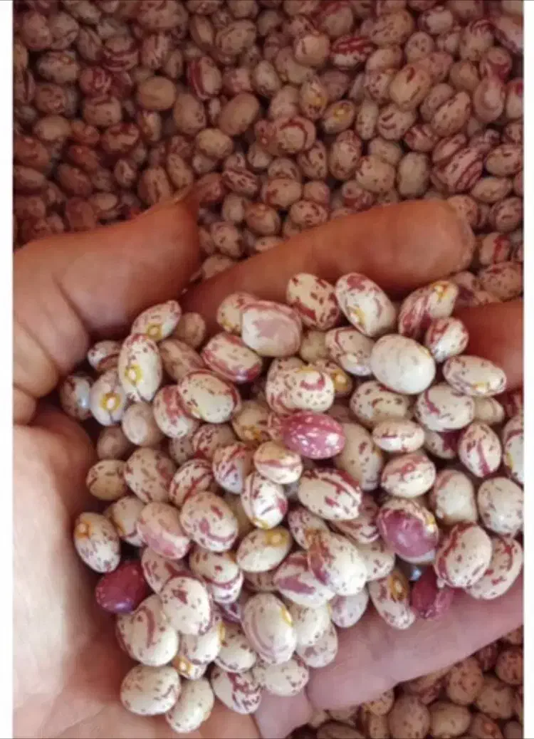 تخفیف ویژه ی بلک فرایدی بر روی همه اجناس|خوردنی و آشامیدنی|اصفهان, لنبان|دیوار