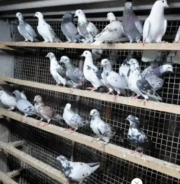 کفتر غریب شهرستان|پرنده|آمل, |دیوار