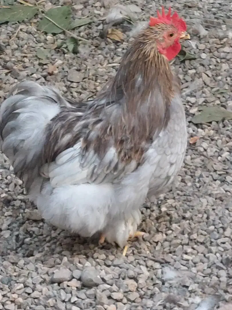 مرغ و خروس کوشین|حیوانات مزرعه|آزادشهر, |دیوار