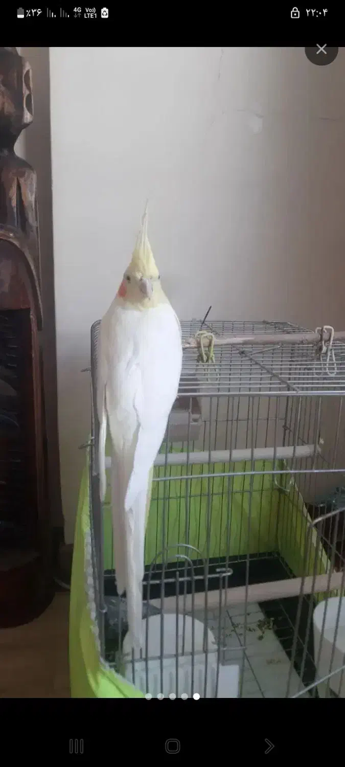 عروس هلندی لوتینو ماده|پرنده|تهران, ایوانک|دیوار