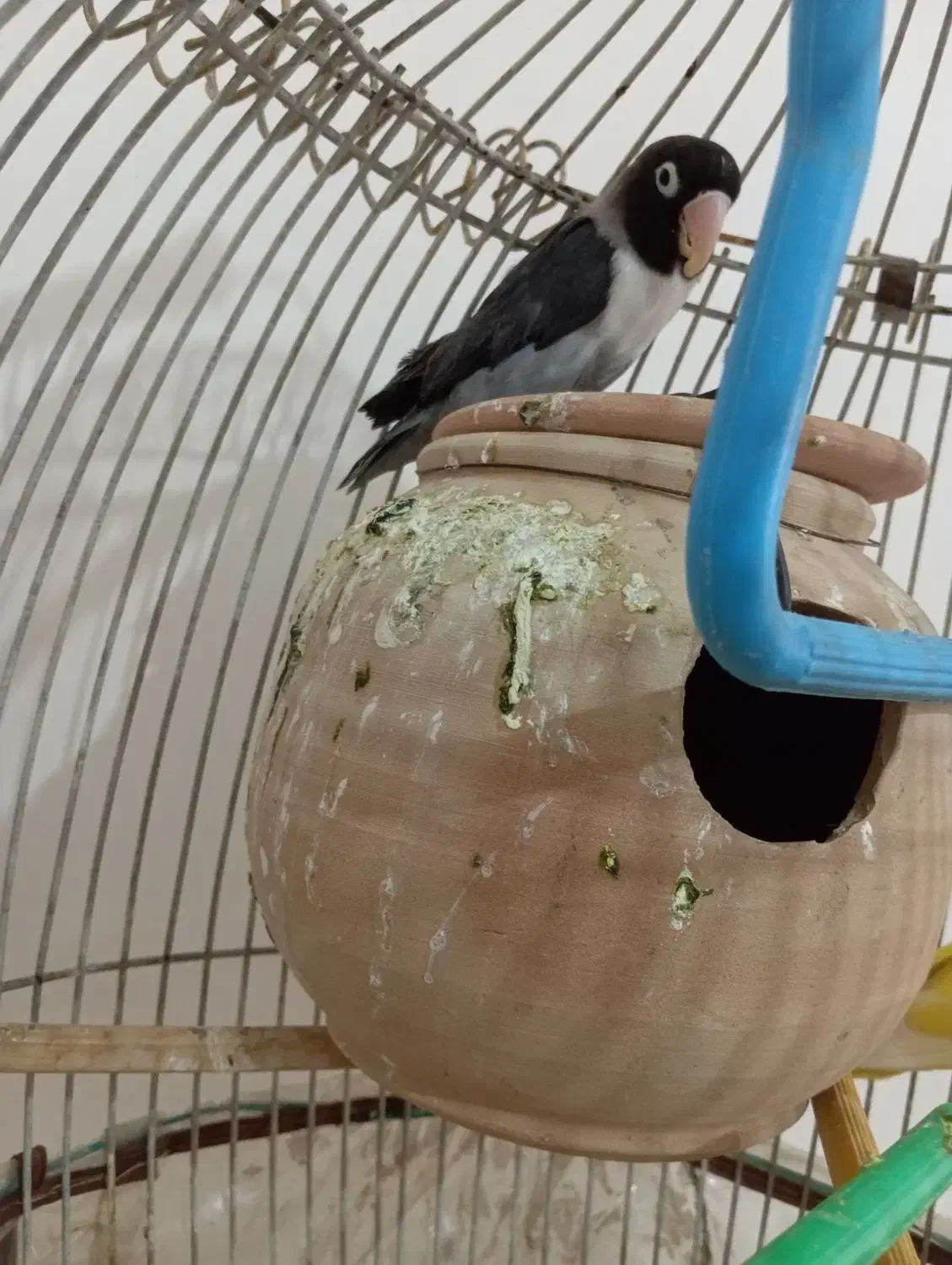 کوتوله نقابدارمشکی|پرنده|کرباسک, |دیوار