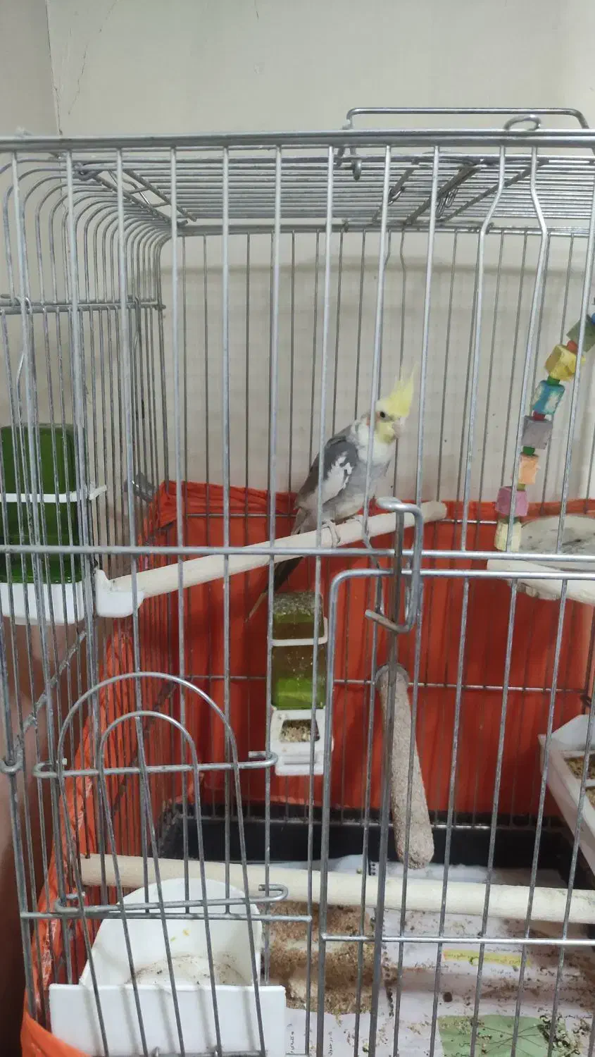 عروس هلندی همراه با وسایل کامل|پرنده|تهران, هفده شهریور|دیوار