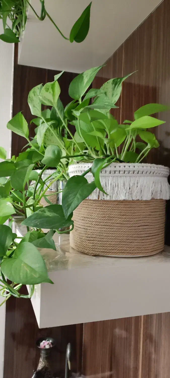 گلدان زیبا کاردست|گل و گیاه طبیعی|مشهد, ایثارگران|دیوار