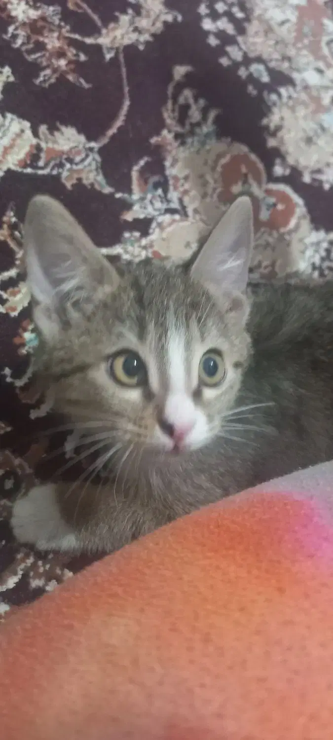 گربه DSH|گربه|تهران, مخصوص|دیوار