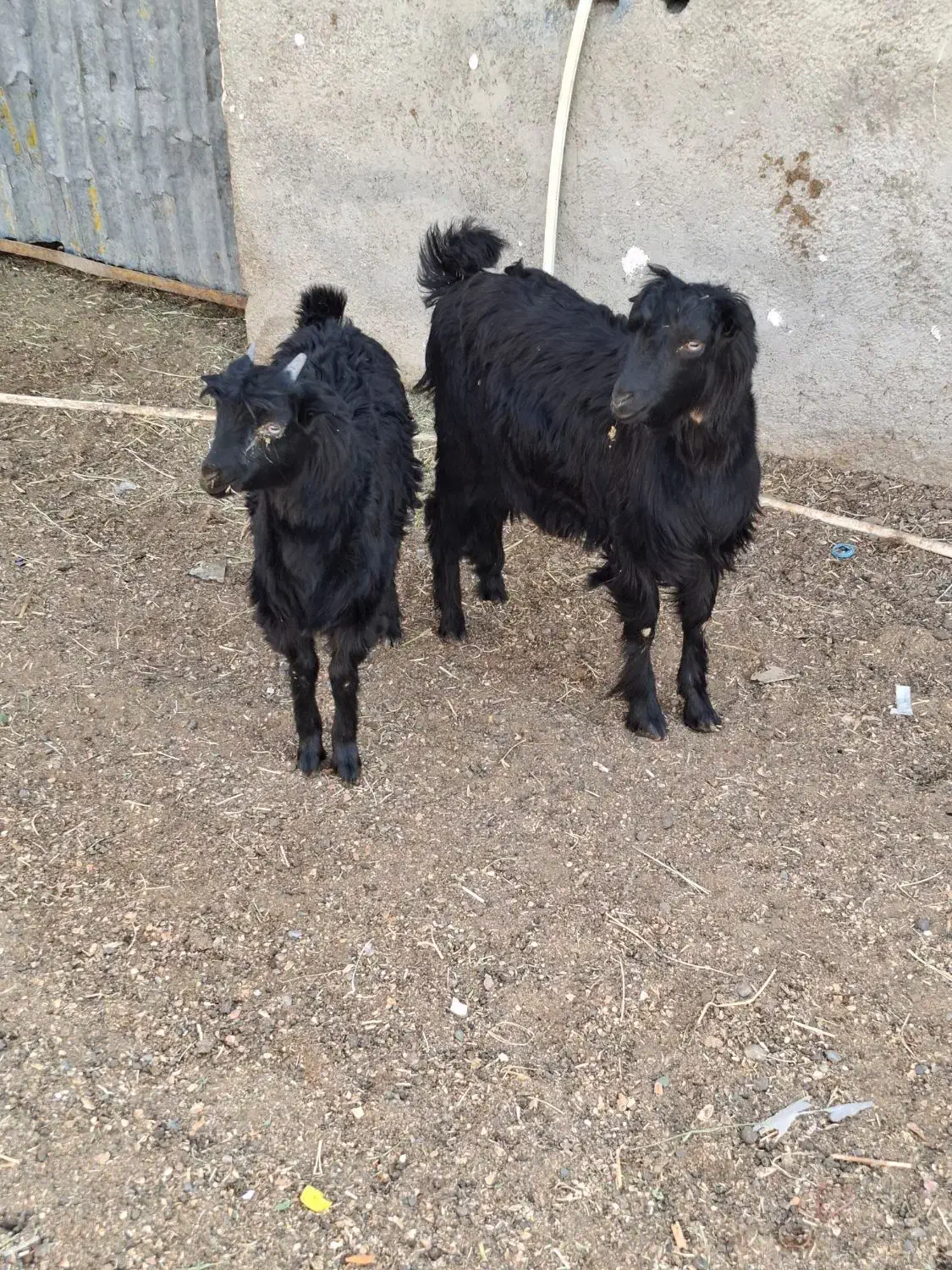 بزغاله نرو ماده|حیوانات مزرعه|پاکدشت, پاکدشت (مامازند)|دیوار