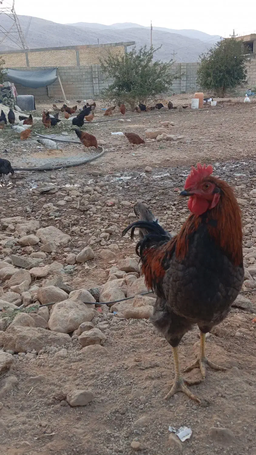 مرغ خروس محلی پاسیاه|حیوانات مزرعه|شیراز, جمال آباد|دیوار