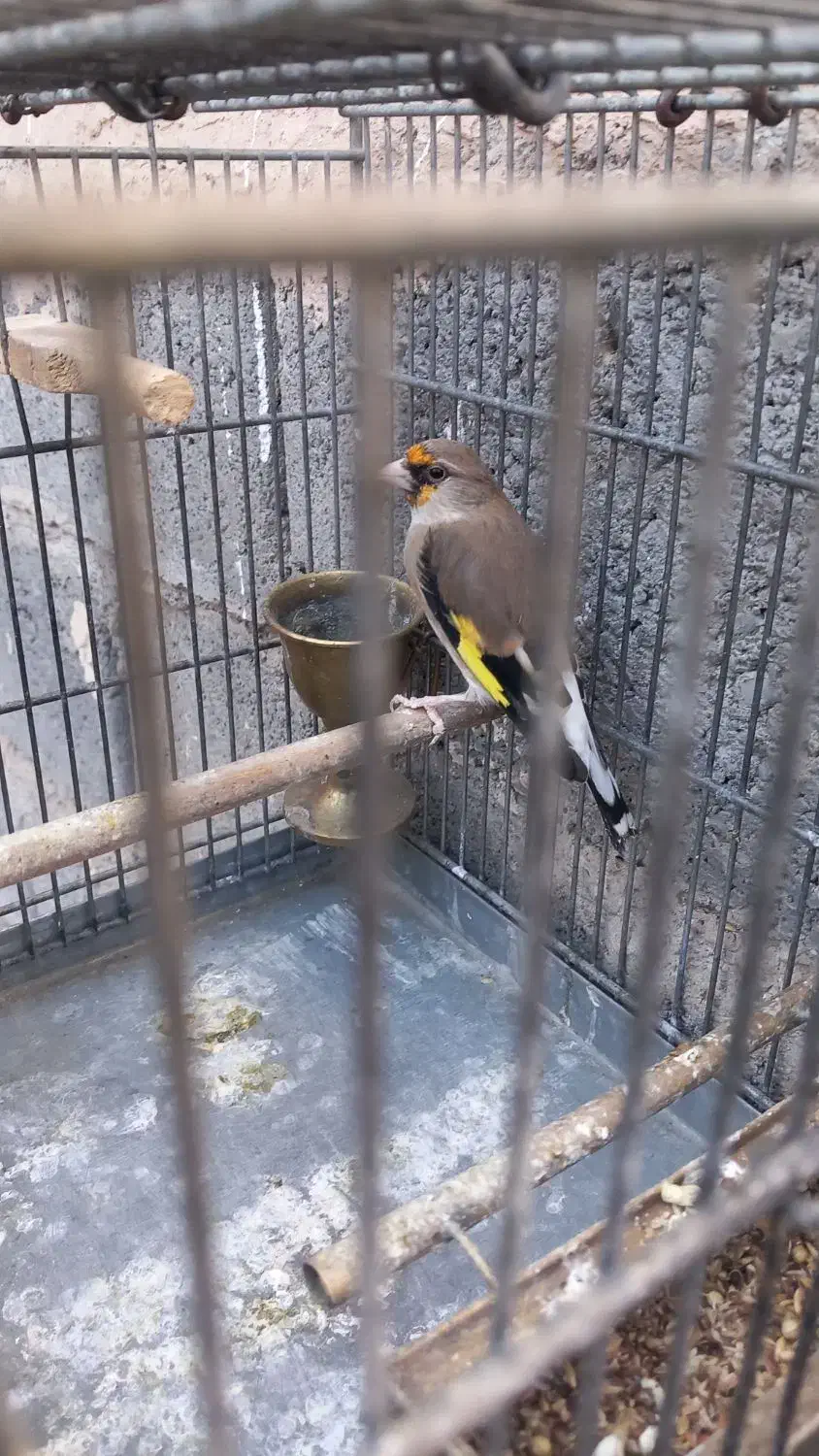 سهره نشون دار|پرنده|تهران, بیسیم|دیوار