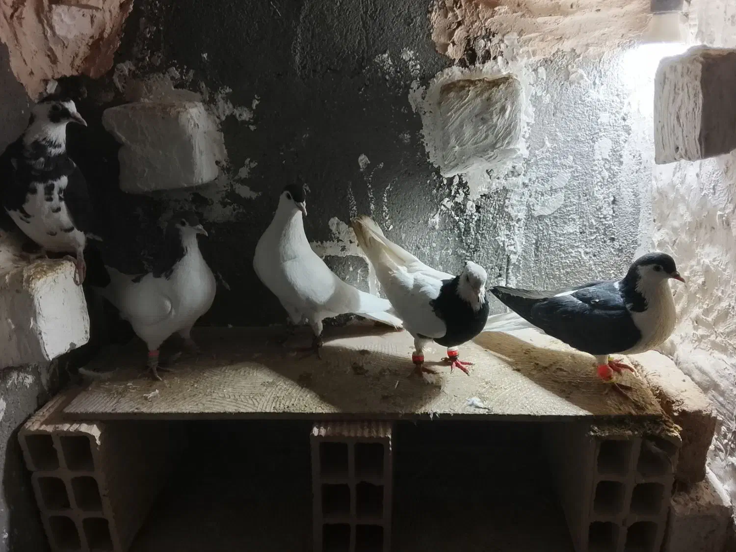 کبوتر|پرنده|میان جلگه, |دیوار