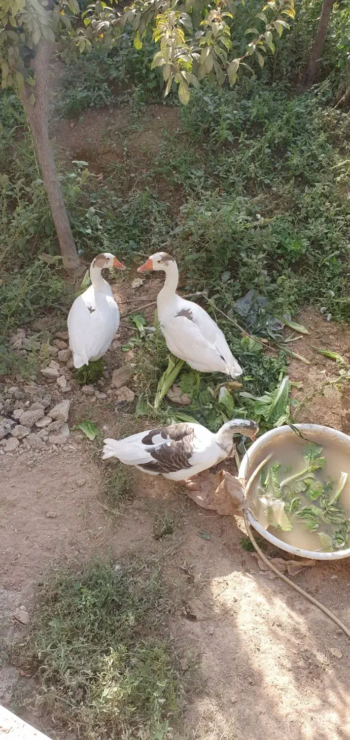 قوغاز لیندا|حیوانات مزرعه|رباطکریم, دهحسن|دیوار