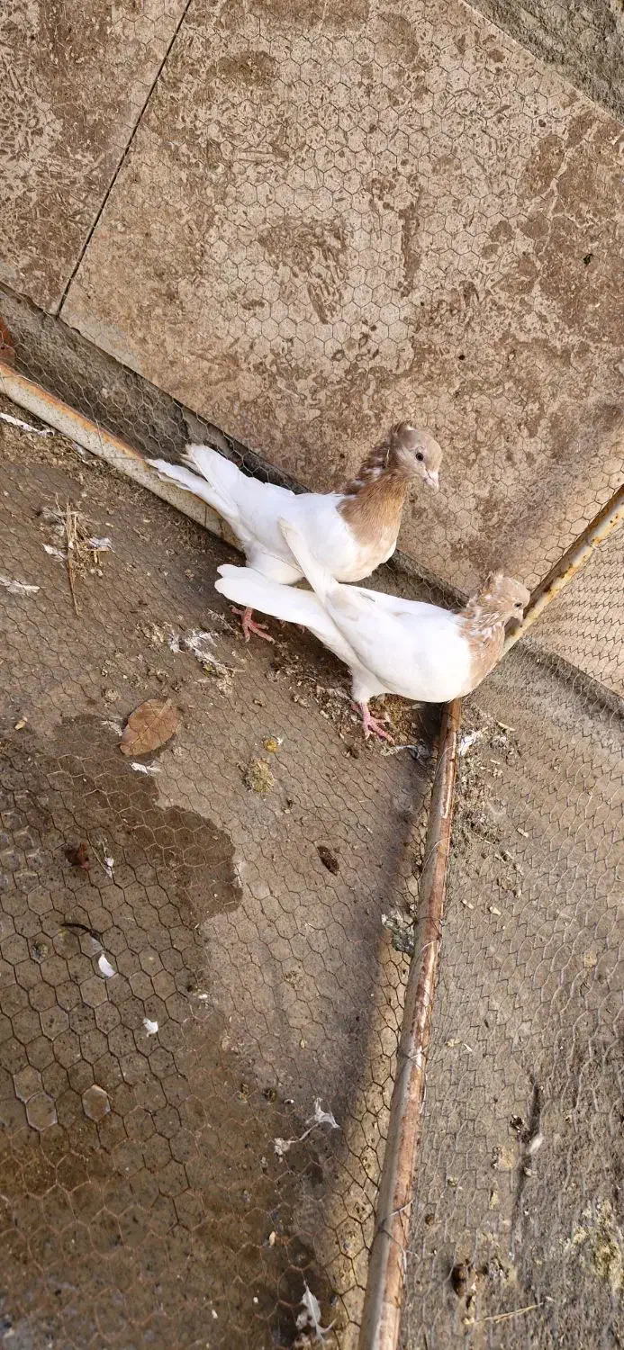 کبوتر کله زرد|پرنده|مبارکه, |دیوار