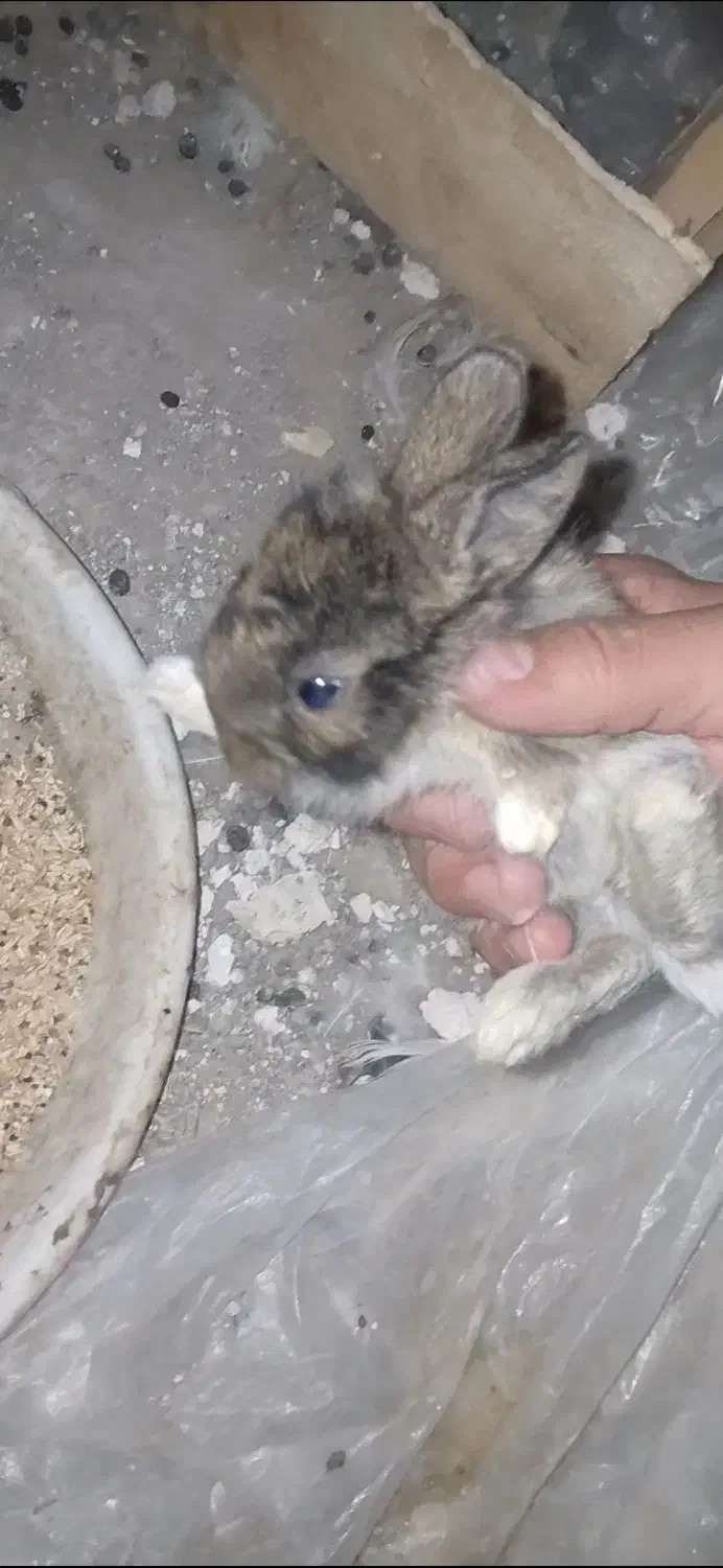 بچه خرگوش لوپی پشمالو|موش و خرگوش|حمیدیا, |دیوار