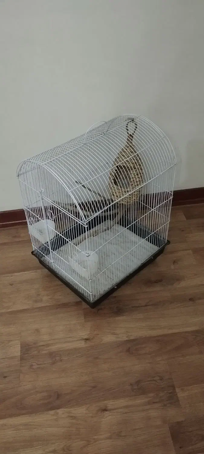 دار قالی وقفس پرنده|کلکسیون و سرگرمی|ری, شهید بهشتی|دیوار