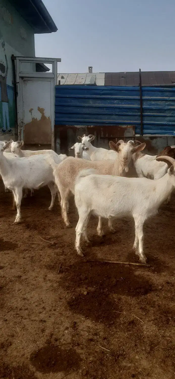 فروش بز نژاد سانن|حیوانات مزرعه|نوشین شهر, |دیوار