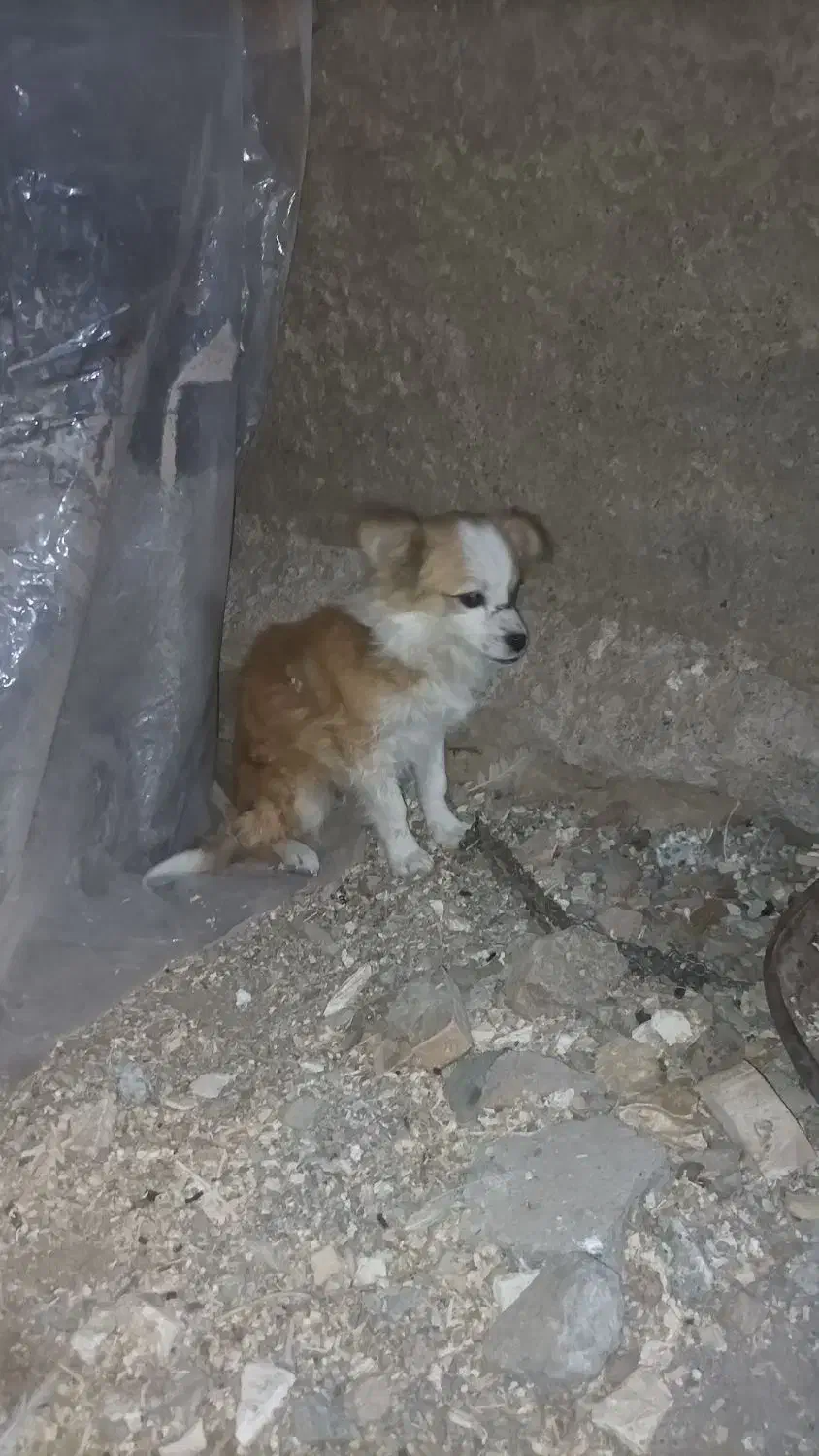 پاپی گوش تیز معاوضه|سگ|تربت‌حیدریه, مظفریه|دیوار