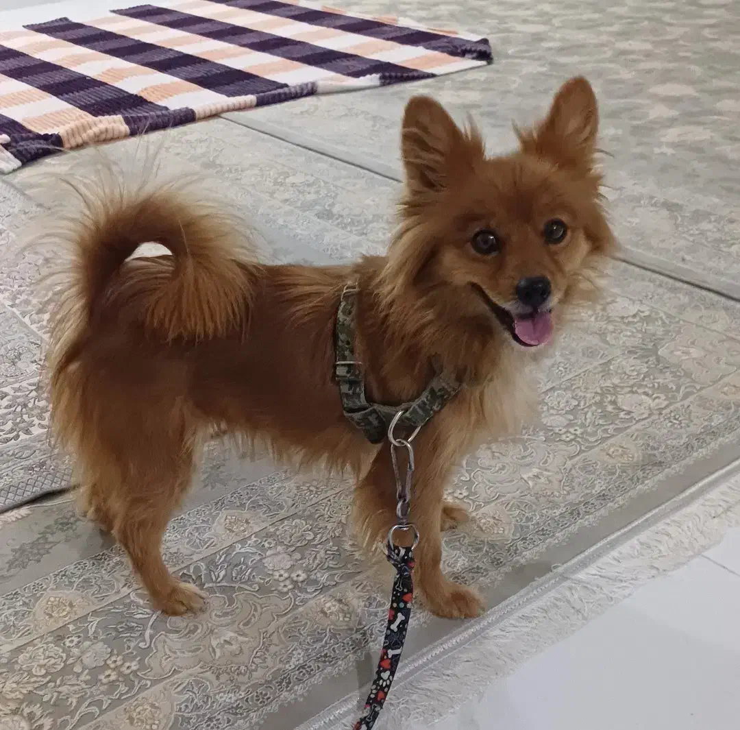 پامر اصیل|سگ|کرمانشاه, |دیوار