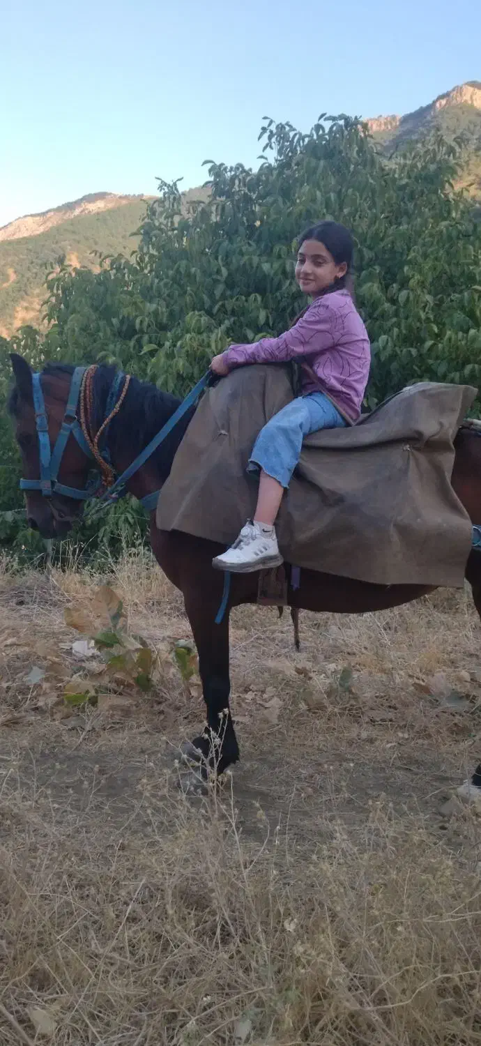 مادیون یورغه|اسب و تجهیزات اسبسواری|پیرانشهر, |دیوار