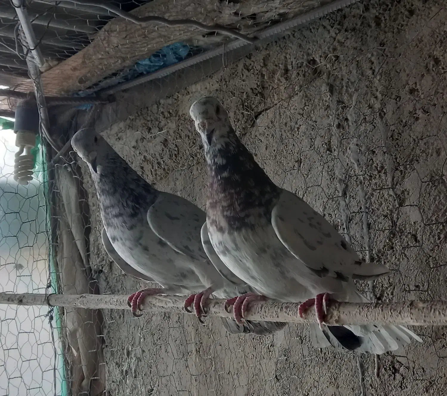 کبوتر کوهی سرور نامور|پرنده|همدان, |دیوار