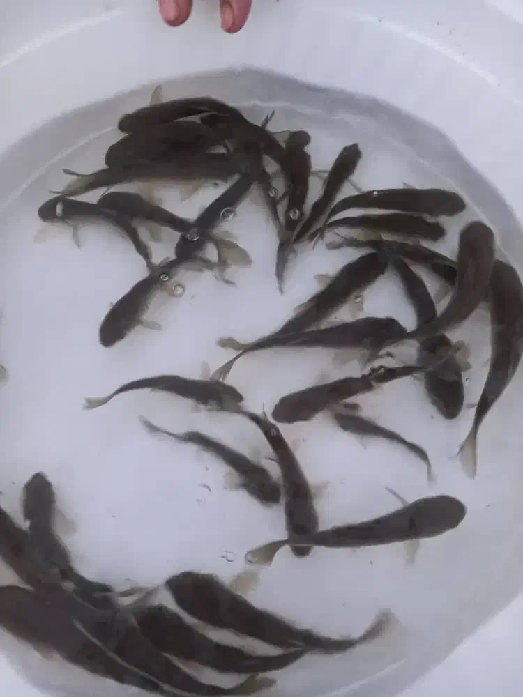 بچه ماهی گرمابی|ماهی|سنگر, |دیوار