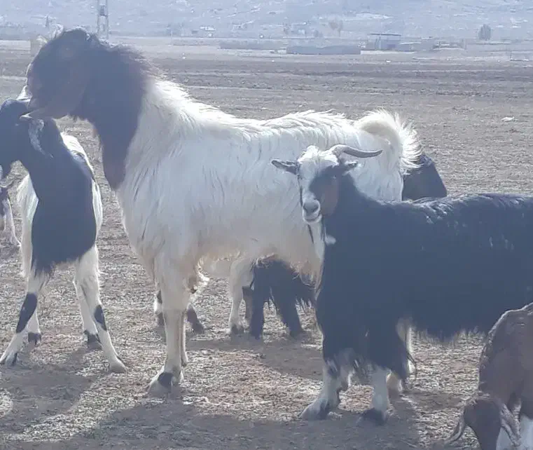 نربز پازن|حیوانات مزرعه|رونیز, |دیوار