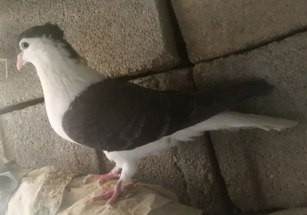 ساده سیاه|پرنده|بجنورد, |دیوار