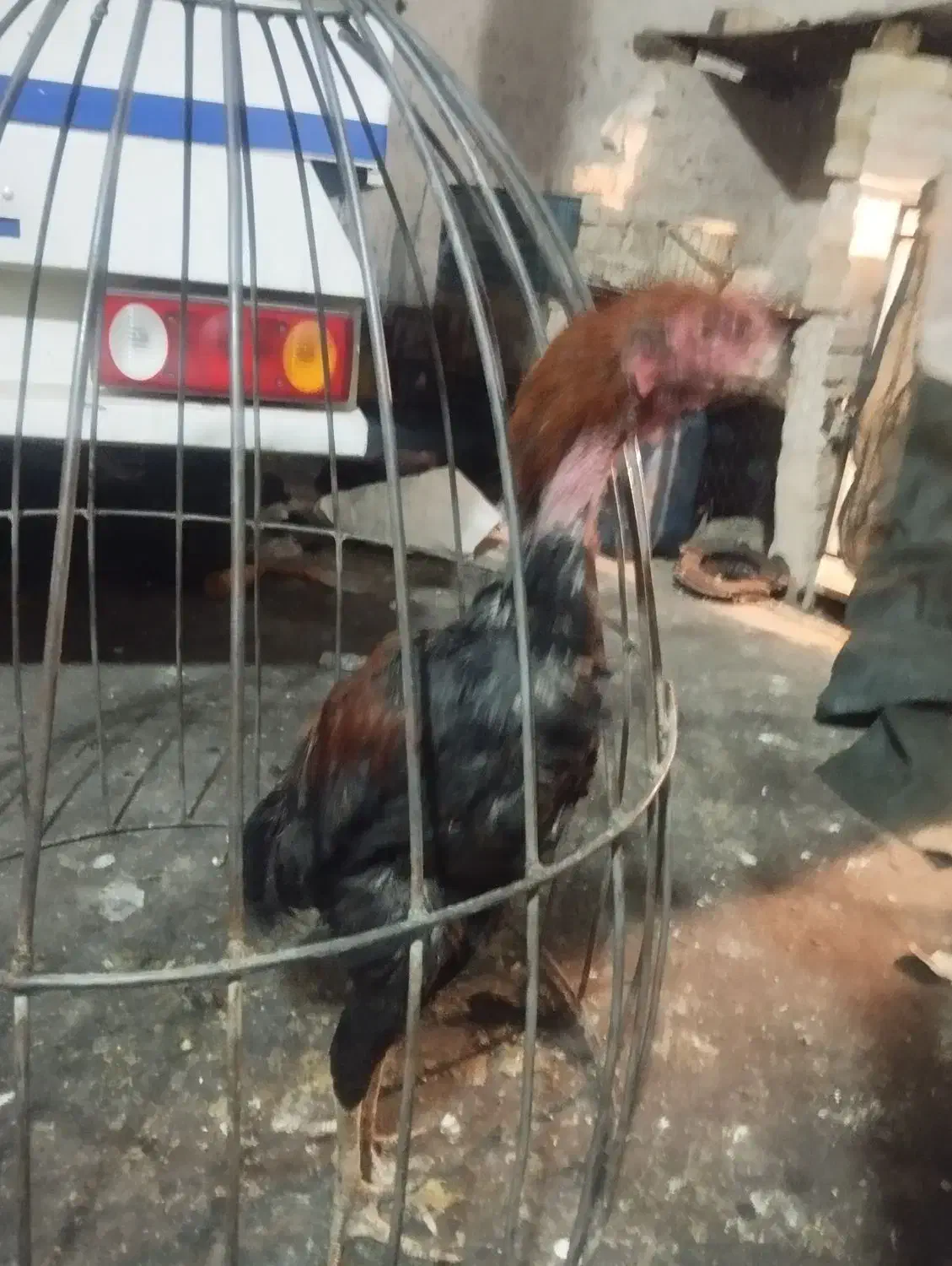 جوجه لاری|حیوانات مزرعه|ورامین, خیر آباد|دیوار