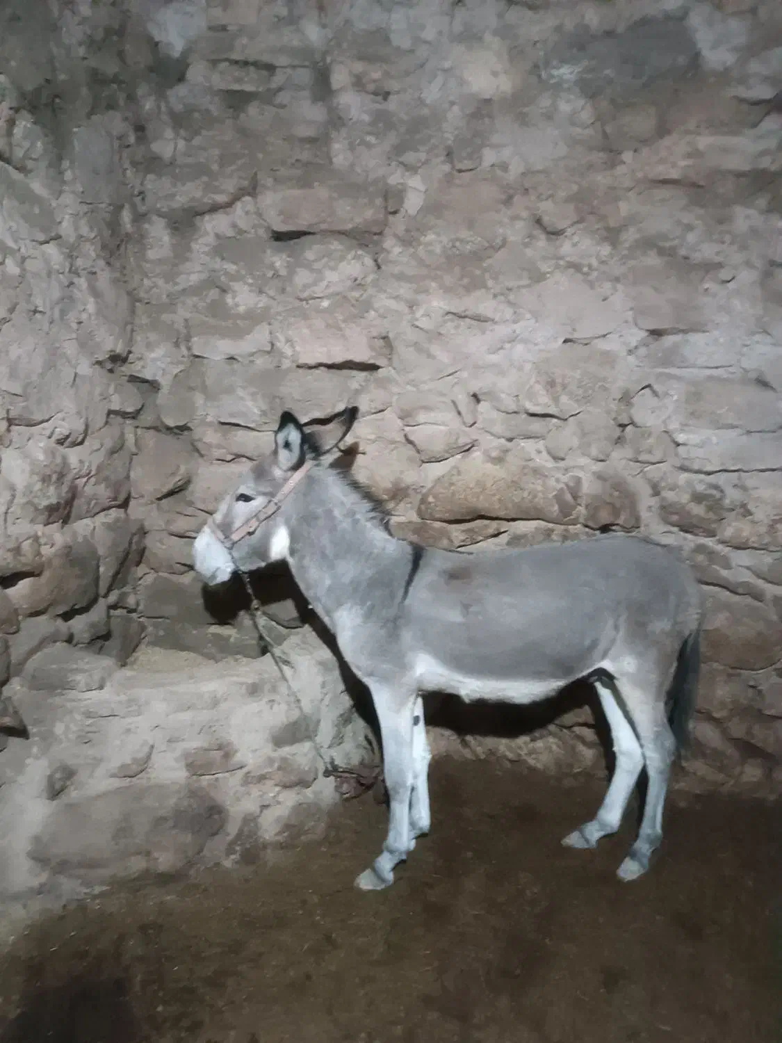 خر نر جوان|حیوانات مزرعه|بجنورد, |دیوار