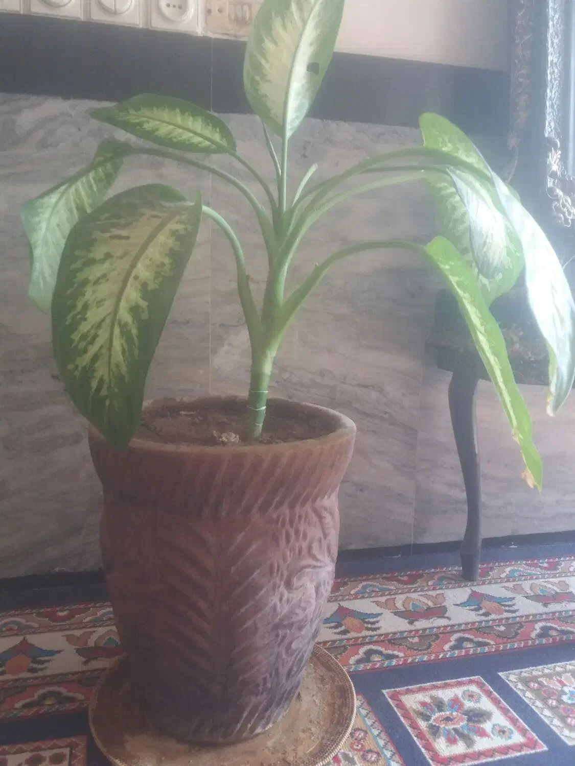 دو عدد گل دیفن باخیا با گلدان|گل و گیاه طبیعی|ایوان, |دیوار