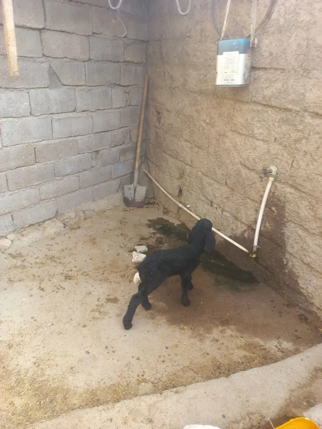 بره شیر خوار|حیوانات مزرعه|دهلران, |دیوار