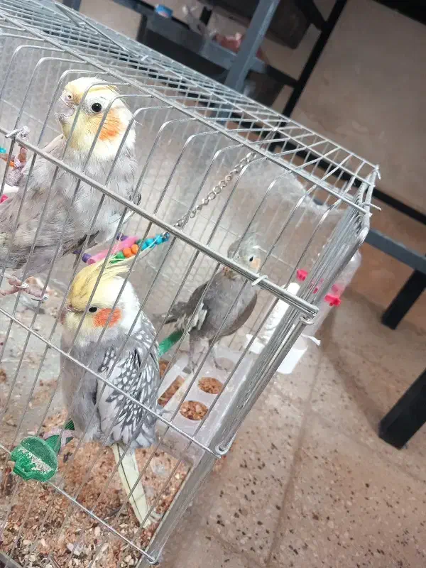 عروس هلندی شیطون تخم گذار|پرنده|طسوج, |دیوار