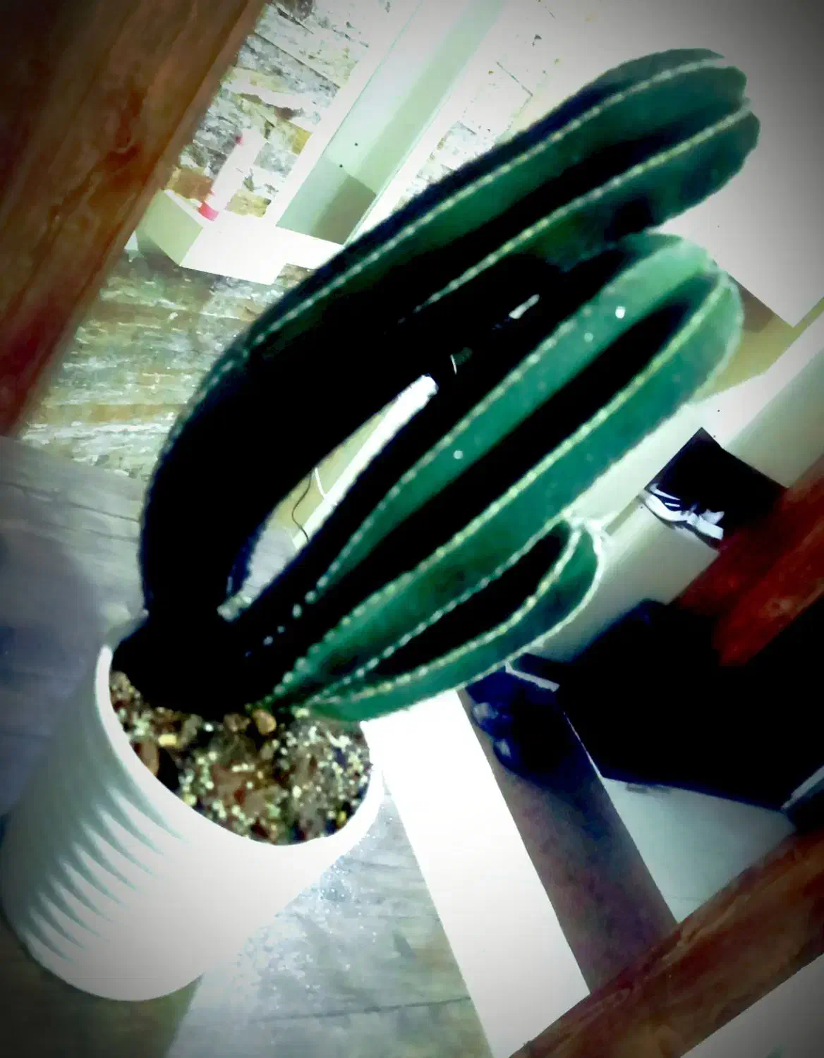 گلهای آپارتمانی بنسای، تراریوم، سانسوریا|گل و گیاه طبیعی|شیراز, هفت تنان|دیوار