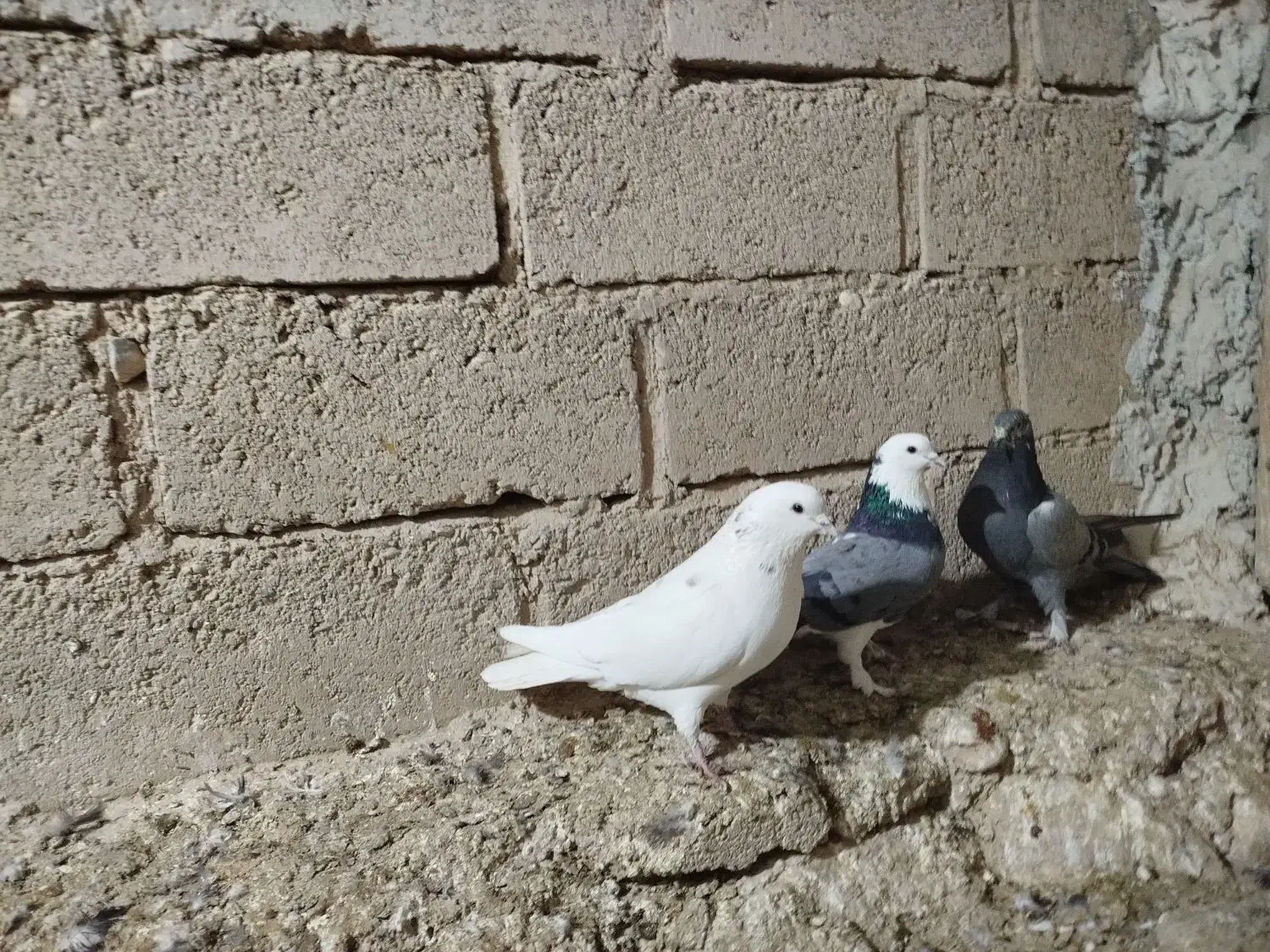 کبوتر کاشونی|پرنده|فرخشهر, |دیوار