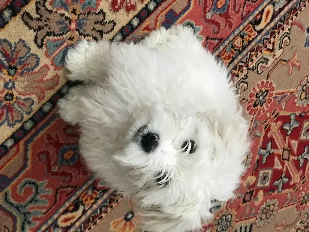 شیتزو|سگ|شاهرود, |دیوار