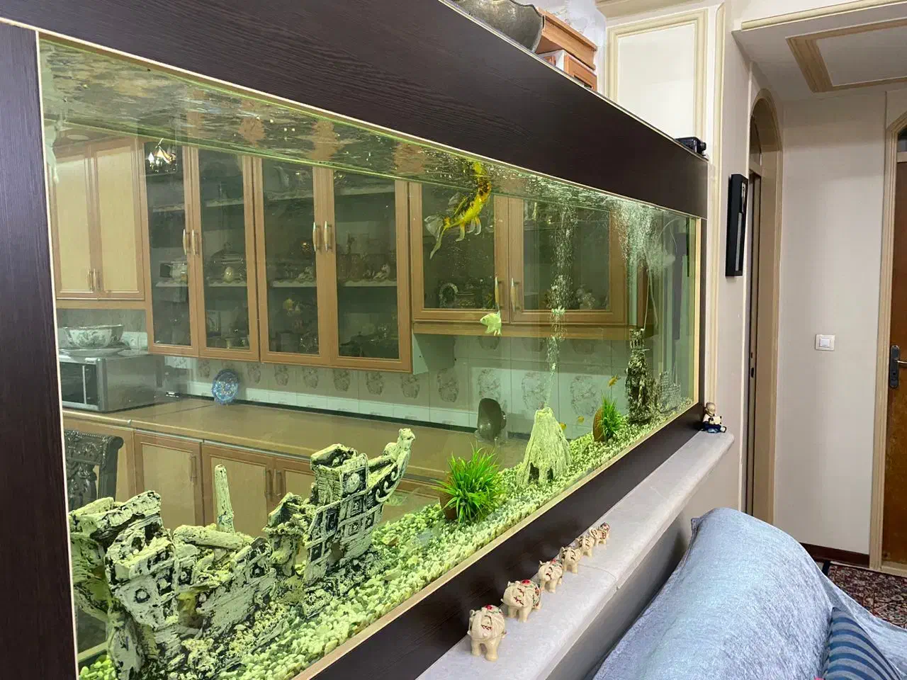 فروش اکواریوم|ماهی|زرند, |دیوار