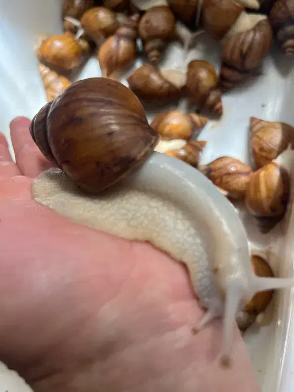 فروش حلزون البینو و آچاتینا|خزنده|قزوین, |دیوار