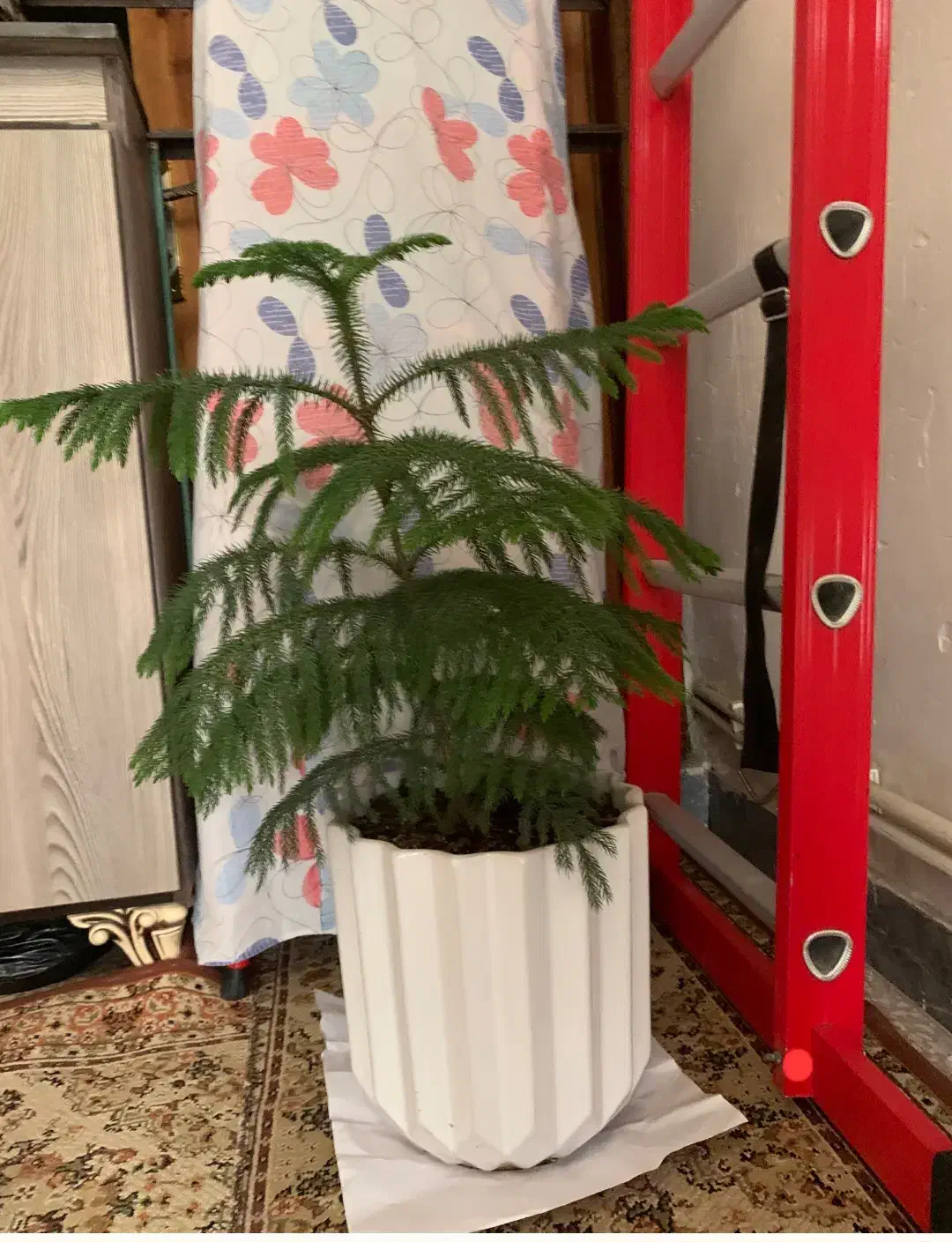 گل طبیعی|گل و گیاه طبیعی|پارس‌آباد, |دیوار