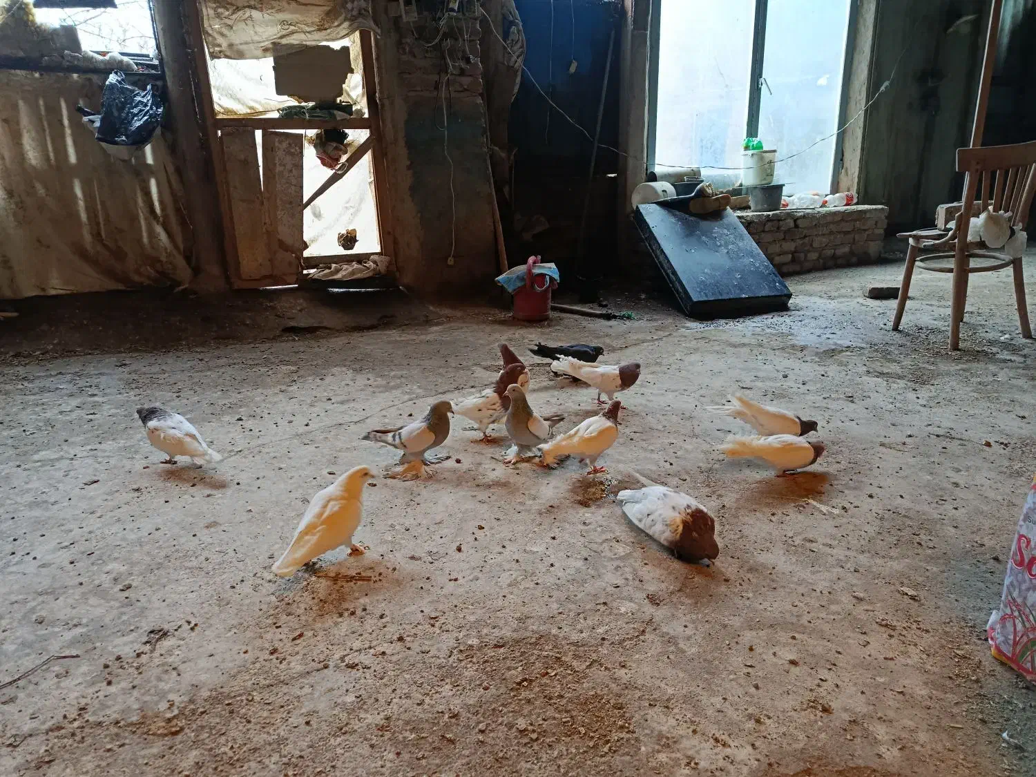 کبوتر|پرنده|تبریز, |دیوار