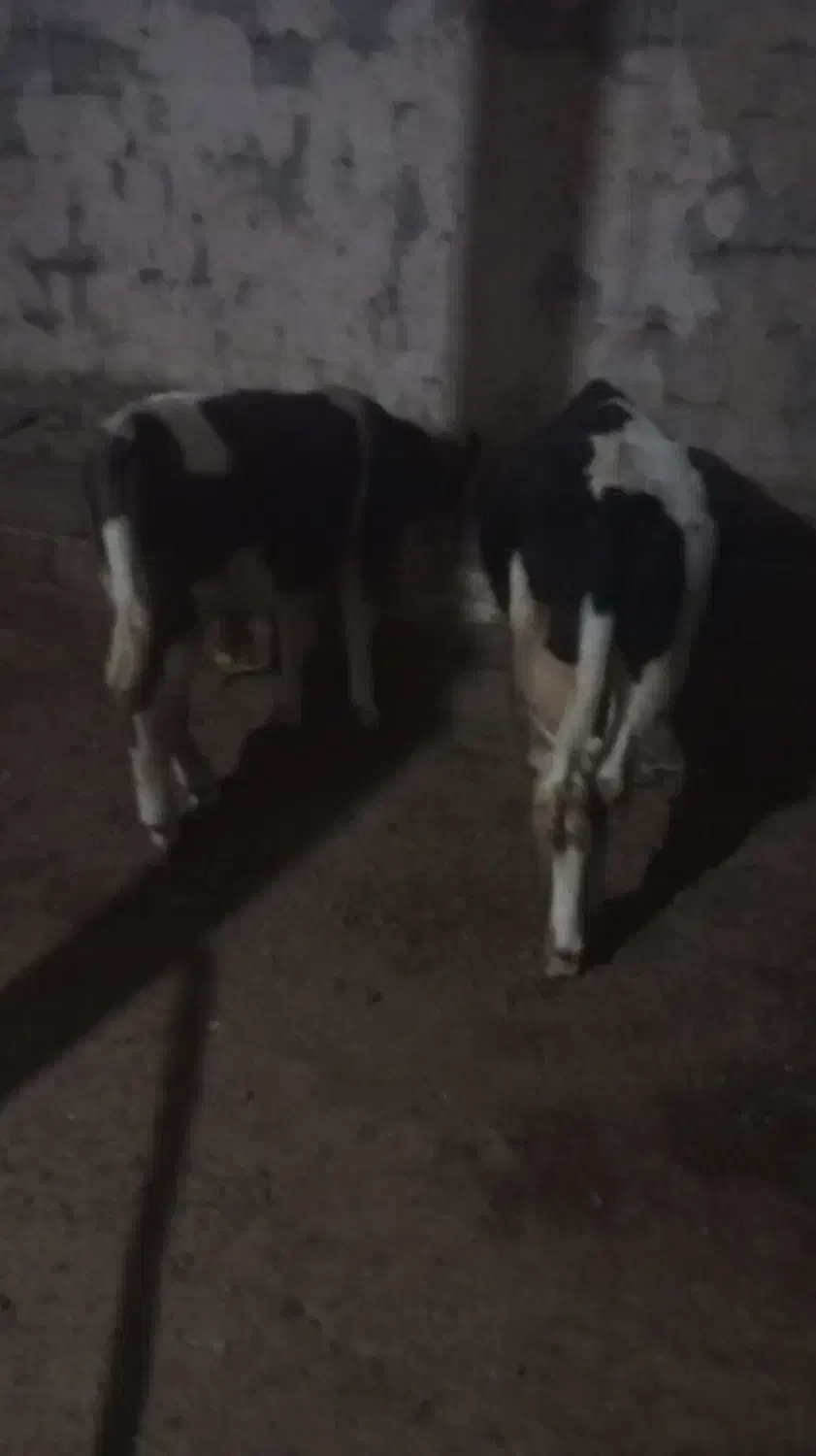 سه‌راس‌گوساله‌نر|حیوانات مزرعه|نظر کهریزی, |دیوار