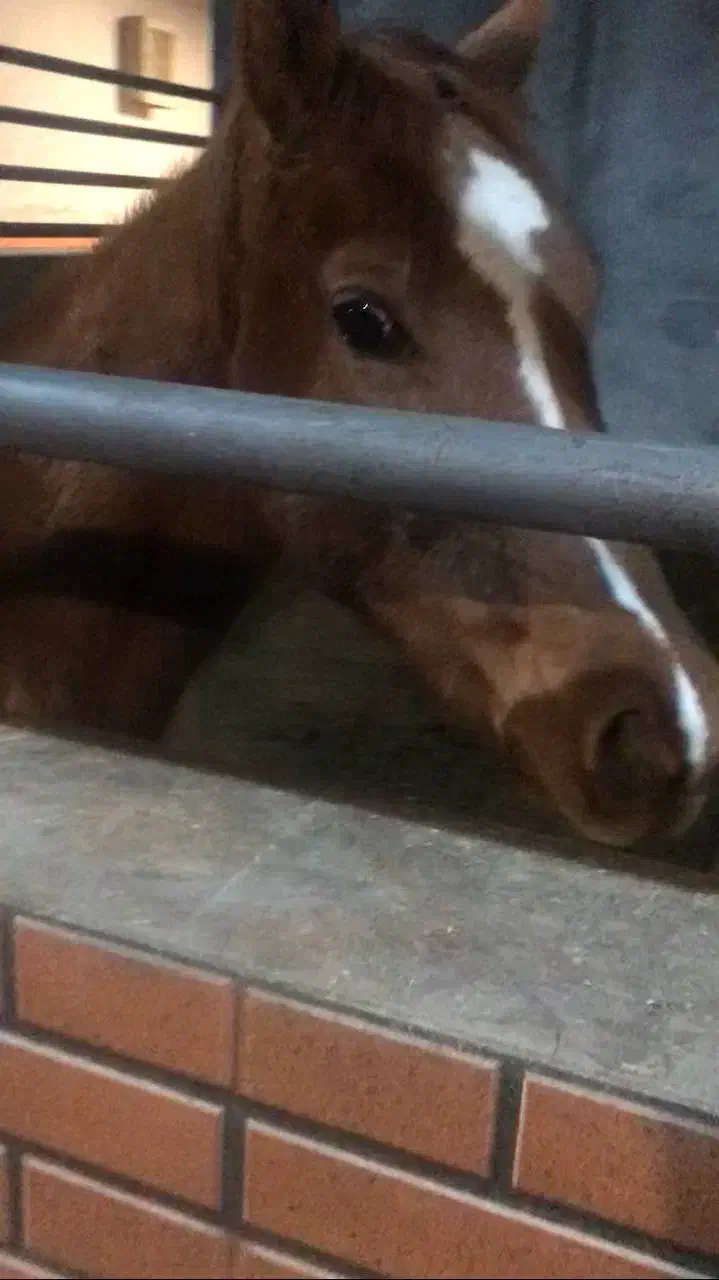 اسب|اسب و تجهیزات اسبسواری|تهران, بلورسازی|دیوار