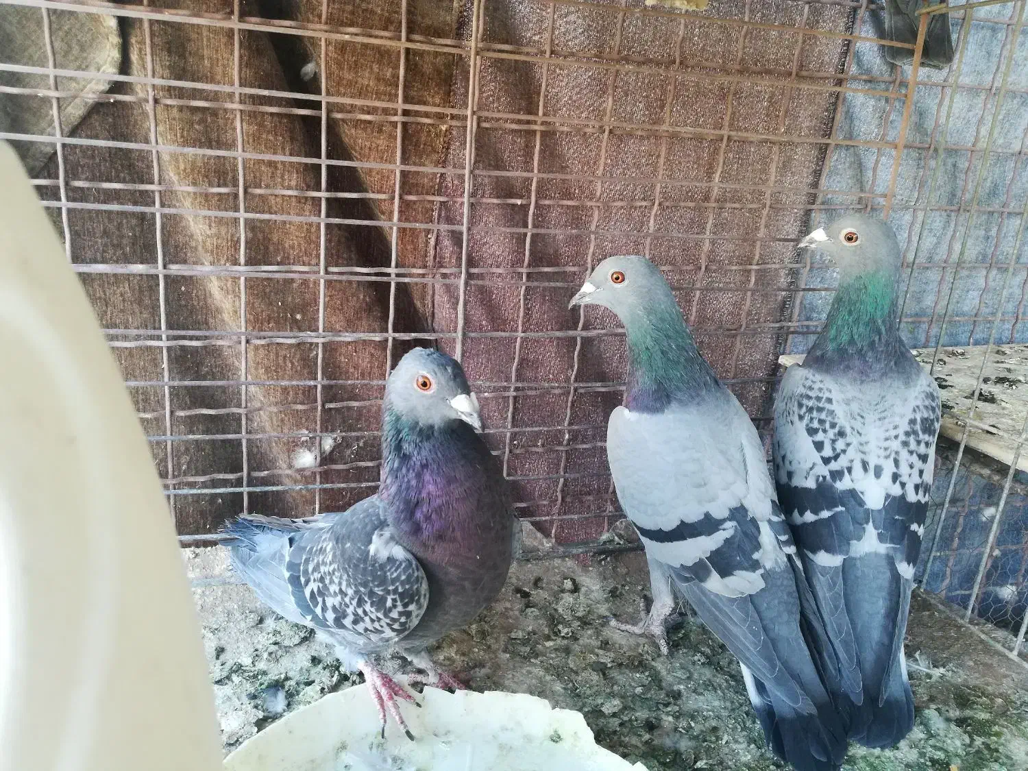 کبوتر پلاکی|پرنده|یزد, |دیوار