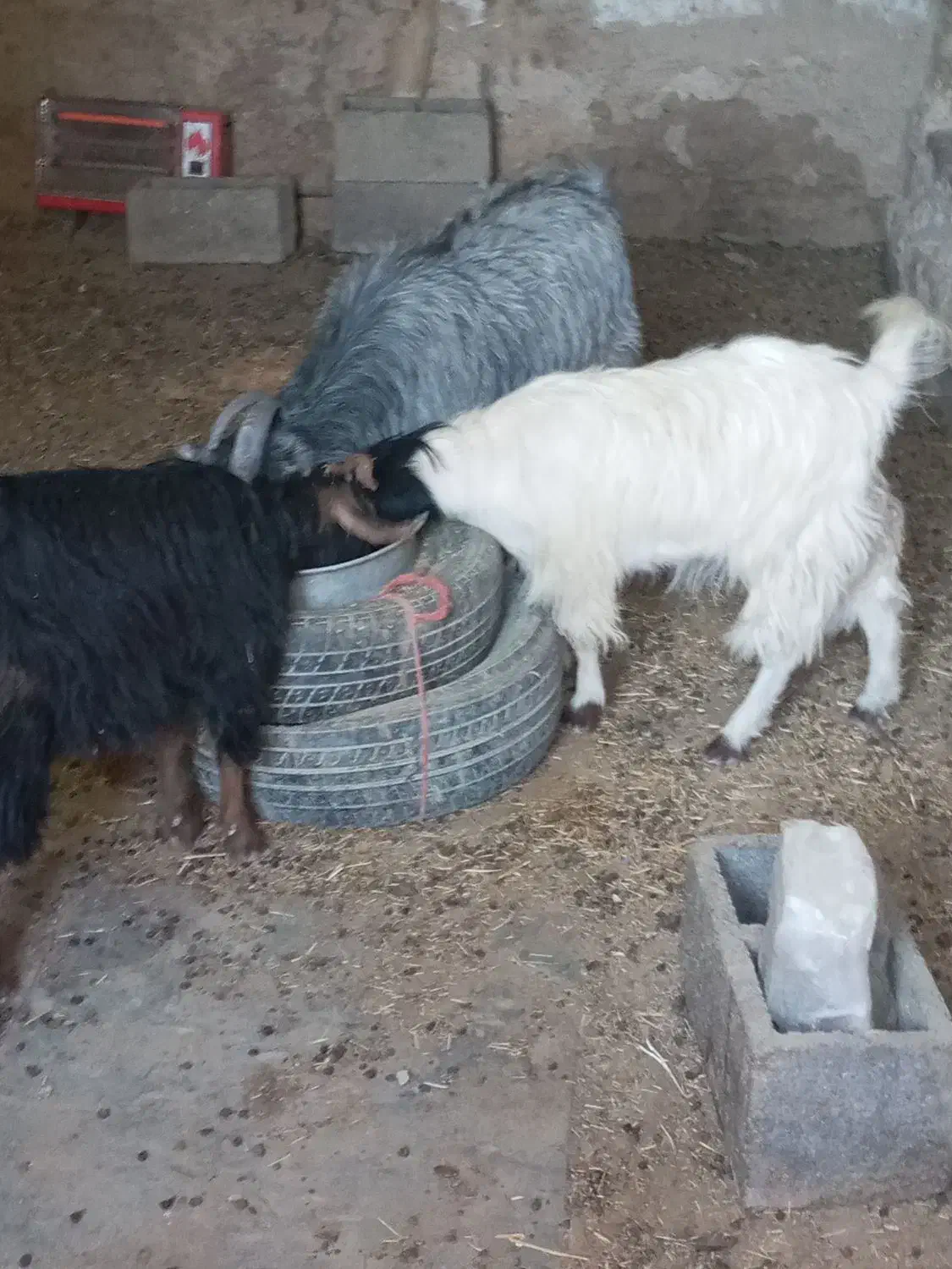 فروش بزغاله|حیوانات مزرعه|گلپایگان, |دیوار