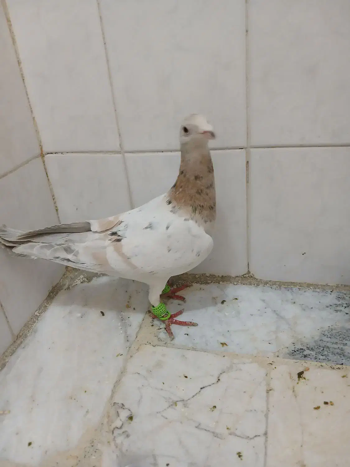 کبوتر|پرنده|محمدیه-قزوین, |دیوار