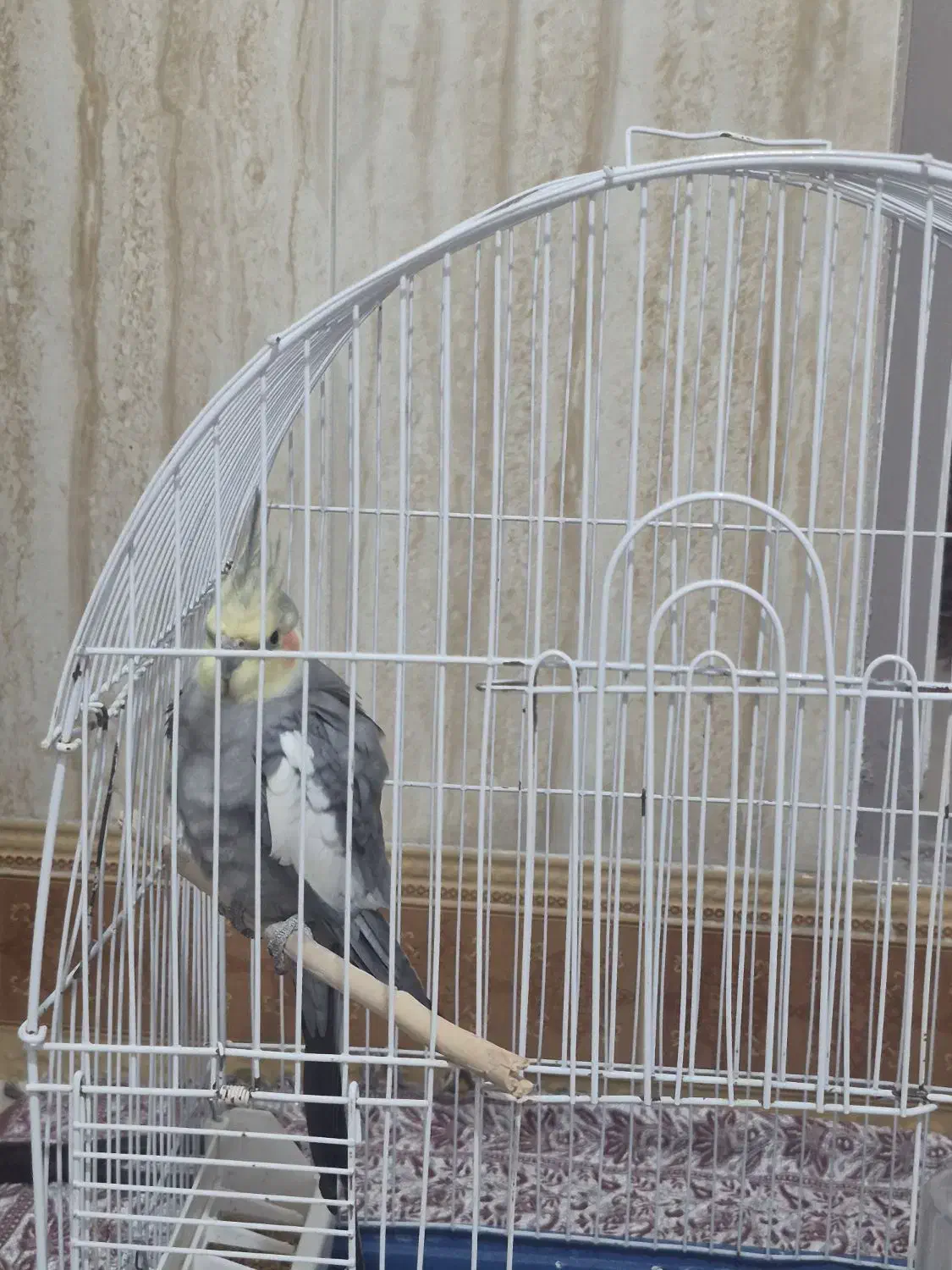 عروس هلندی|پرنده|بجنورد, |دیوار