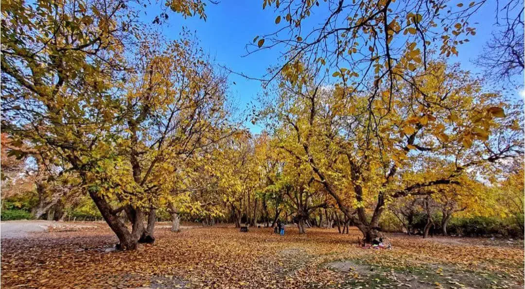 راهنمایی جهت سرمایه گذاری|فعالیت داوطلبانه|بروجرد, |دیوار