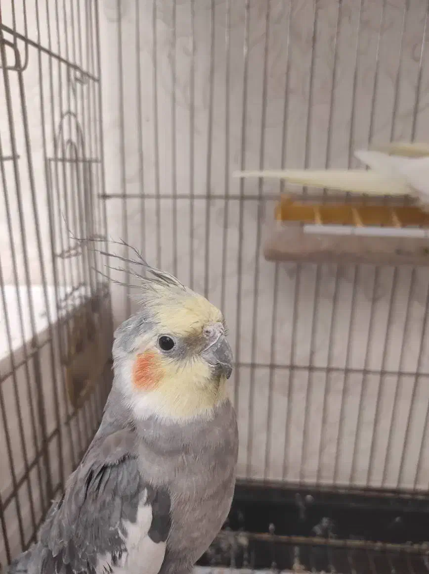 عروس هلندی|پرنده|تبریز, |دیوار